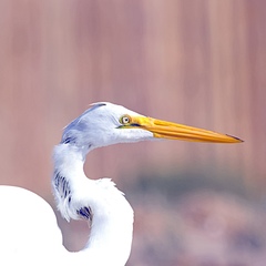 Ardea alba