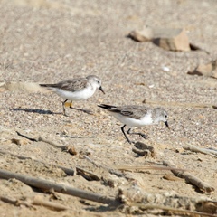 Calidris pusilla