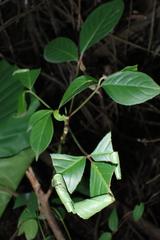 Microbelia canidentalis