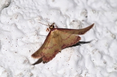 Idaea okinawensis