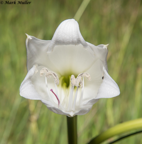 Crinum rautanenianum image