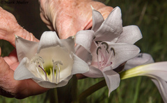 Crinum rautanenianum image