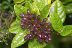 Viburnum treleasei