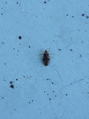 Monosteira unicostata