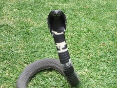 Hemachatus haemachatus