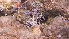 Amphiroa rigida