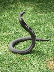 Hemachatus haemachatus