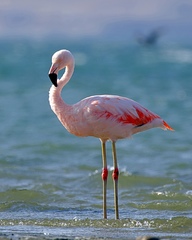 Phoenicopterus chilensis