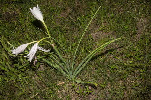 Crinum rautanenianum image