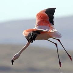 Phoenicopterus chilensis