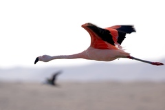 Phoenicopterus chilensis