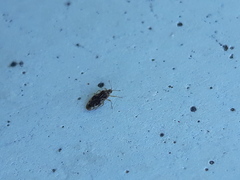 Monosteira unicostata