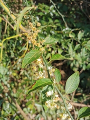 Prinsepia utilis