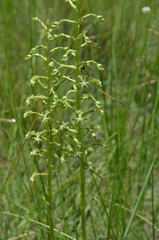 Habenaria humilior