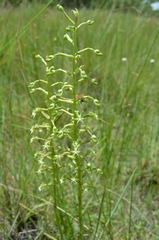 Habenaria humilior