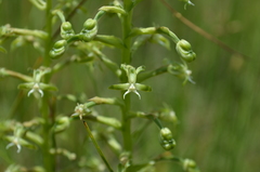 Habenaria humilior