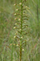 Habenaria humilior