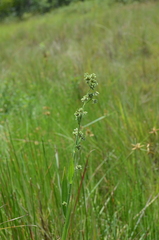 Fuirena umbellata