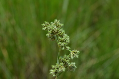 Fuirena umbellata
