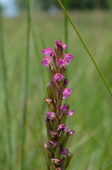 Disa aequiloba