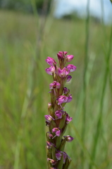 Disa aequiloba