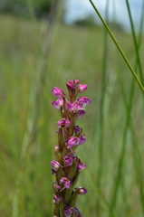 Disa aequiloba