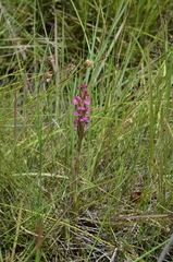 Disa aequiloba