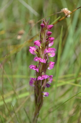 Disa aequiloba