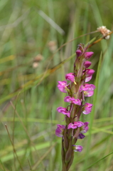 Disa aequiloba
