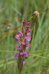 Disa aequiloba
