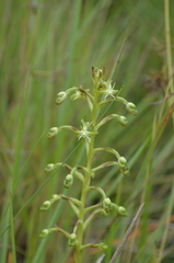 Habenaria humilior