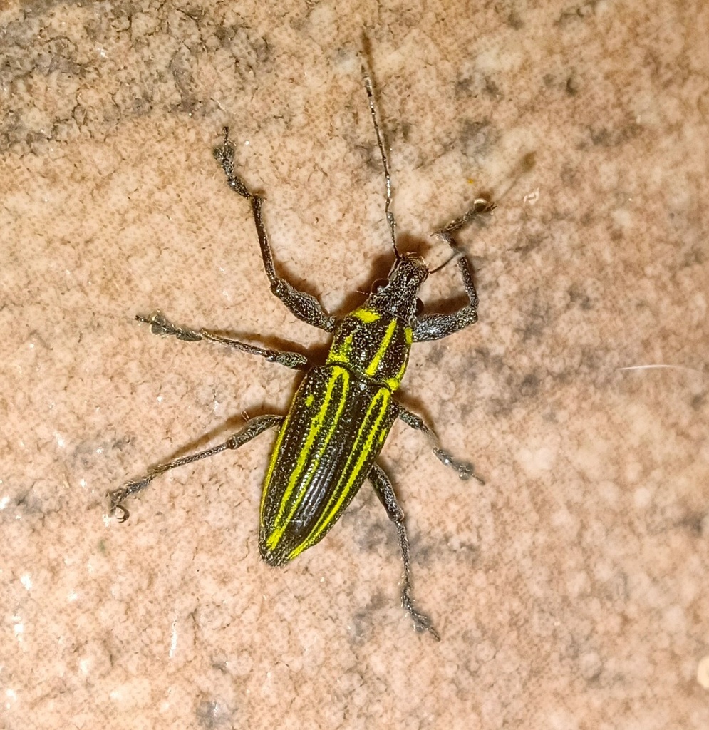 Naupactus rivulosus