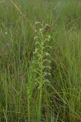 Habenaria humilior