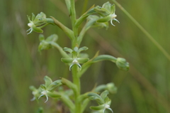 Habenaria humilior