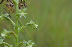 Habenaria humilior