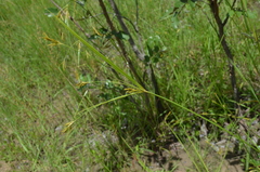 Cyperus tenuiculmis