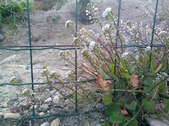 Lobularia maritima maritima