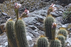 Trichocereus schickendantzii