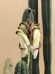 Trichocereus macrogonus