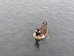 Anser anser × Branta canadensis