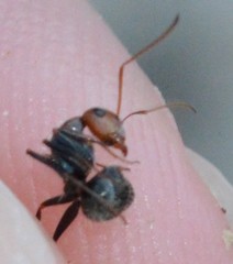 Camponotus lindigi