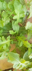 Sisymbrium irio