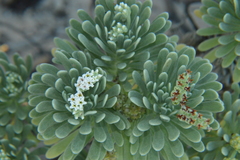 Tournefortia gnaphalodes