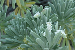 Tournefortia gnaphalodes