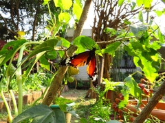 Danaus chrysippus