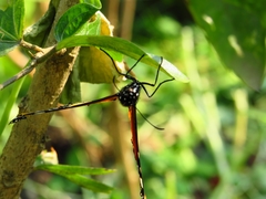 Danaus chrysippus