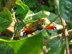 Danaus chrysippus