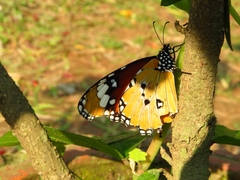 Danaus chrysippus
