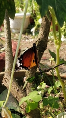 Danaus chrysippus