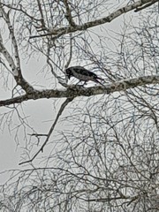 Corvus cornix